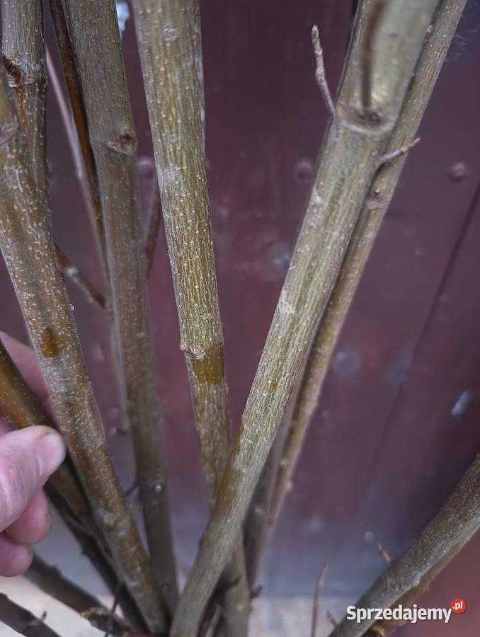 Klon jawor 160 180 Liściaste Szczecinek