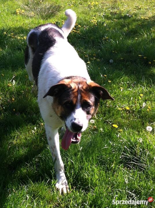 Szczeniaczek Sunia Mieszaniec Bernardyna Turek