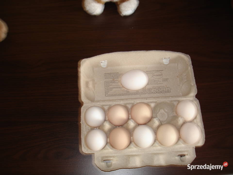 Jajka kurze Iłża