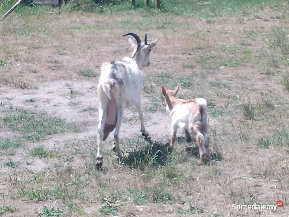 Kozioł dwuletni kózka dwuletnią z młodą kózka mazowieckie Pionki