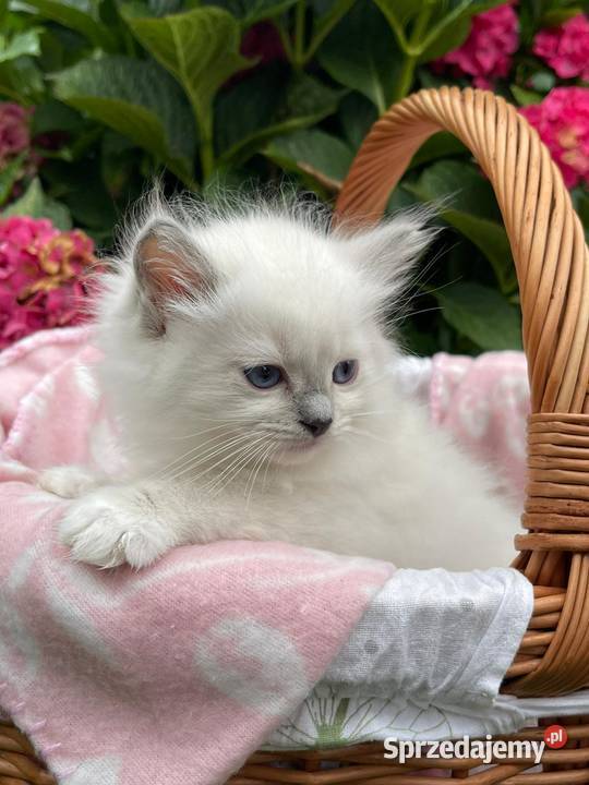 Ragdoll piękne rodowód warmińsko-mazurskie Nidzica
