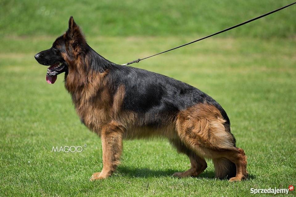 Owczarek niemiecki długowłosy szczenięta rodowód wielkopolskie Kalisz