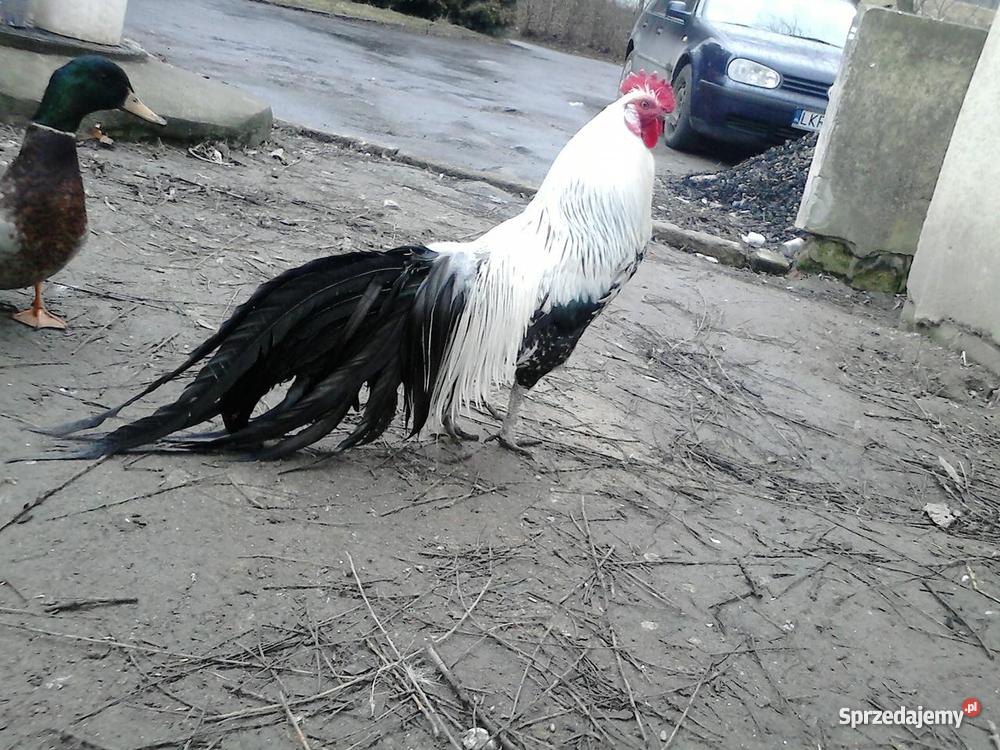 silk feniks aracuana minor skrzynka do wysyłki Pozostałe lubelskie Modliborzyce