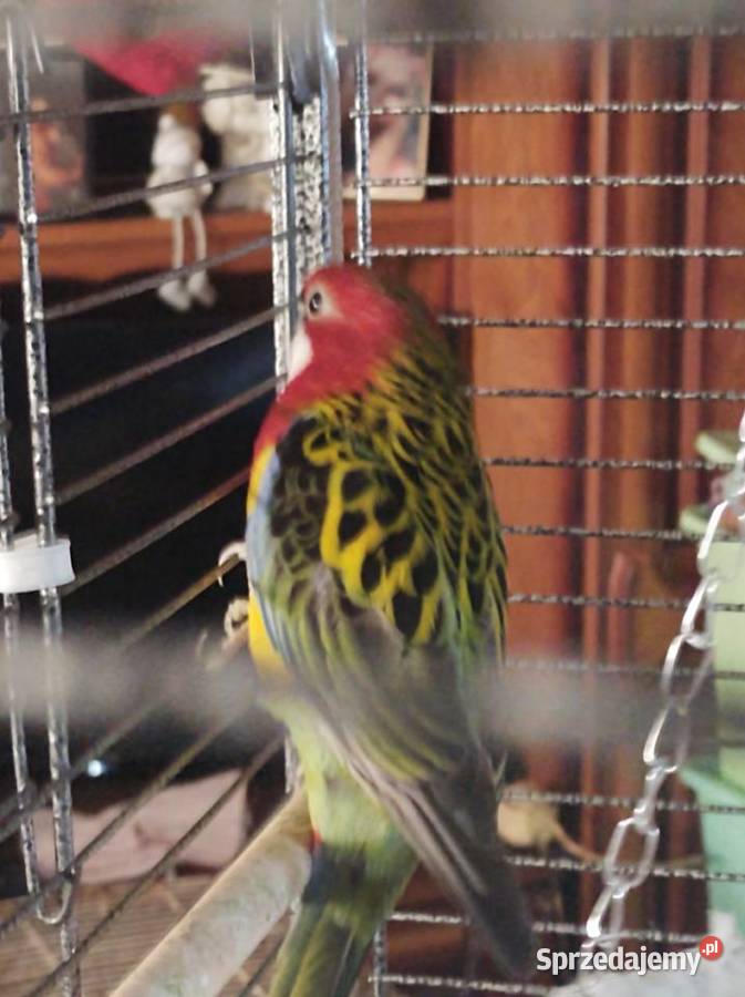 Papugi Ptaki Grabówiec
