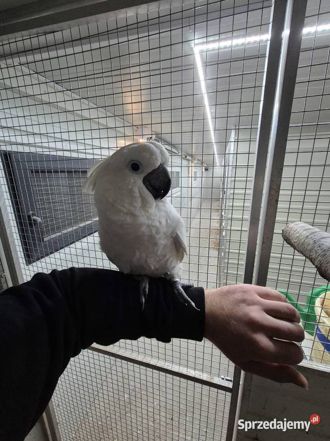 Kakadu Alba Rakoniewice sprzedam