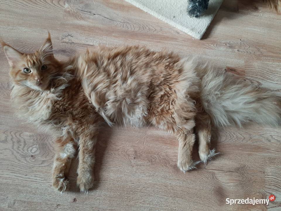 Maine Coon 8 miesieczne rodzenstwo szuka domku Maine Coon Zwierzęta Kraków sprzedam