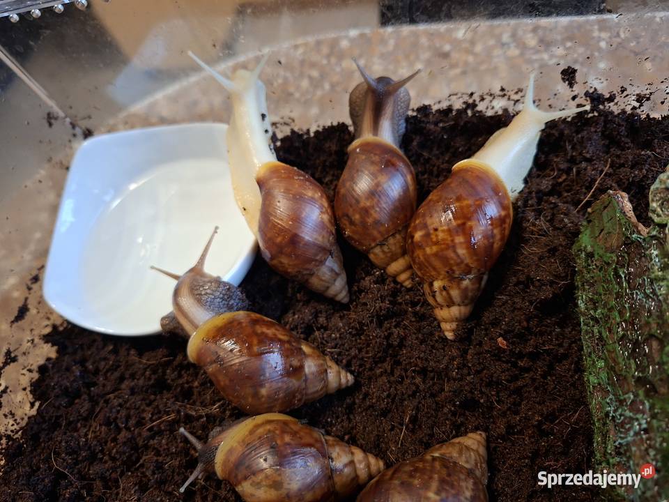 Sprzedam Ślimaki afrykańskie Lissachatina Wilcza