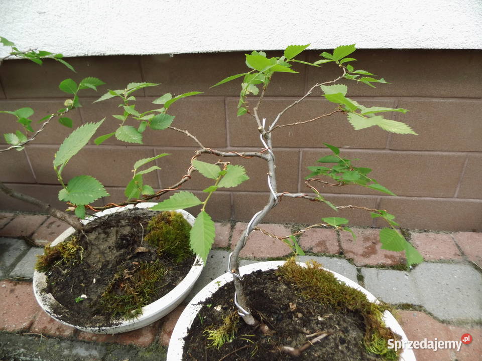 Bonsai Druty Rusztowania Modelowanie drzewek Radzewice sprzedam