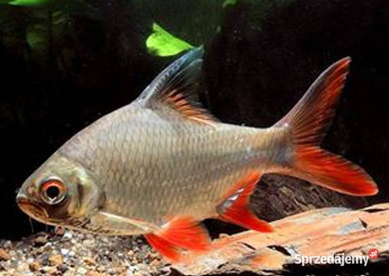 Brzanka Schwanenfelda wielka Barbonymus Gdańsk