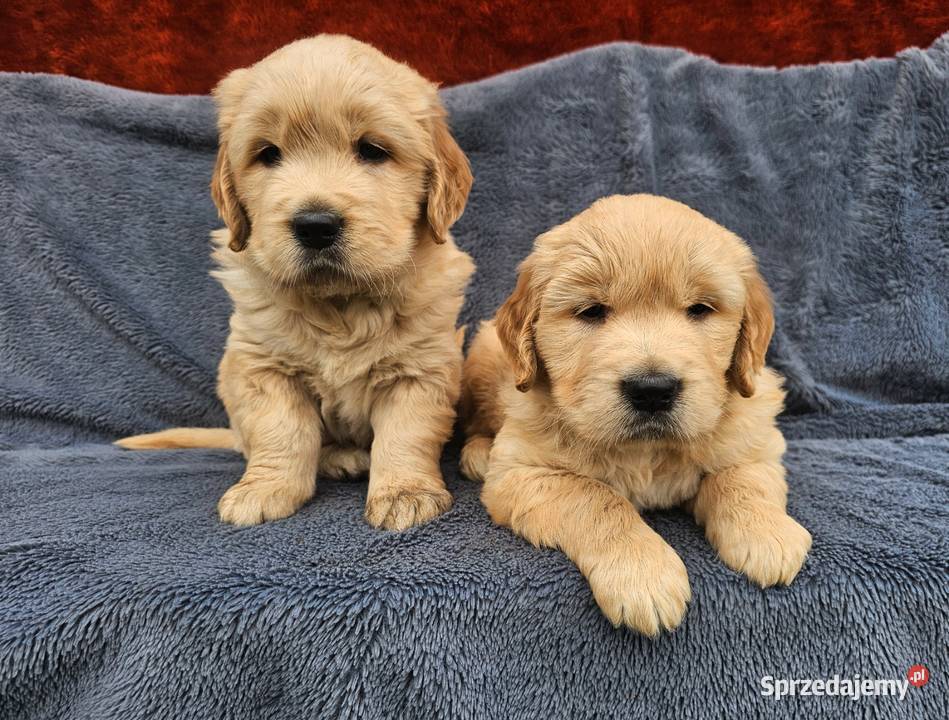 Golden Retriever złoty szczeniak Golden Retriever Polesie sprzedam