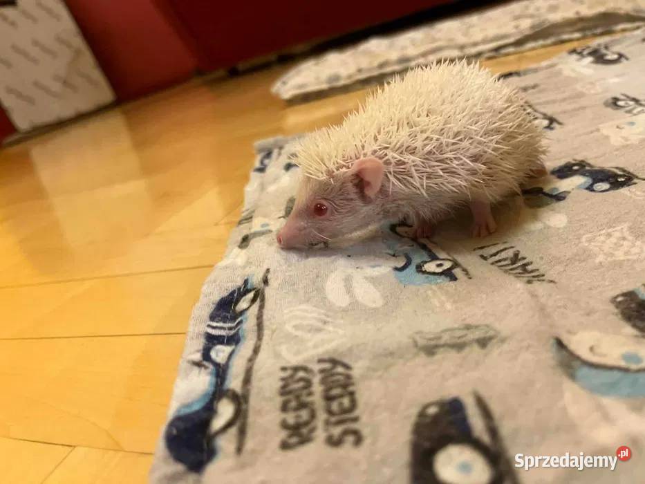 Jeż pigmejski albinos samiec śnieżnobiały maluch