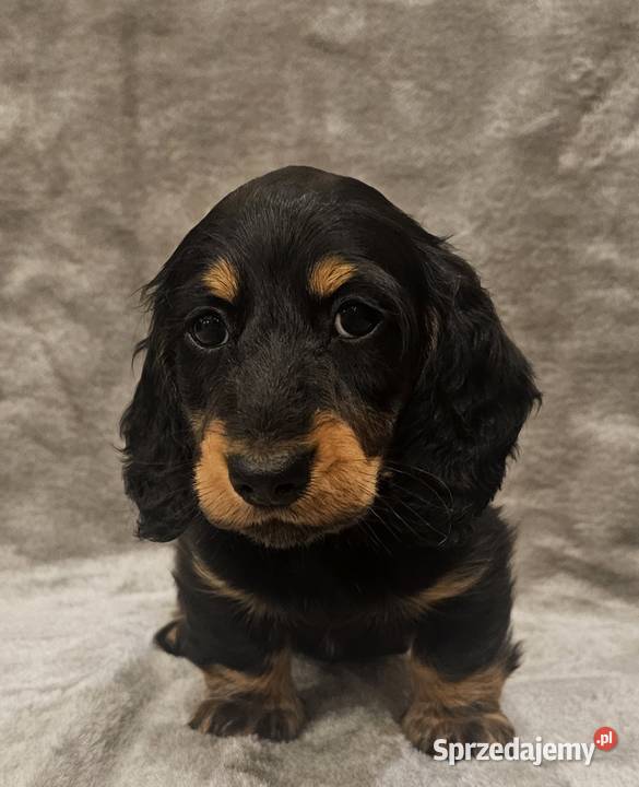 Jamnik Długowłosy KróliczyMiniaturowy ZKwP FCI Katowice sprzedam