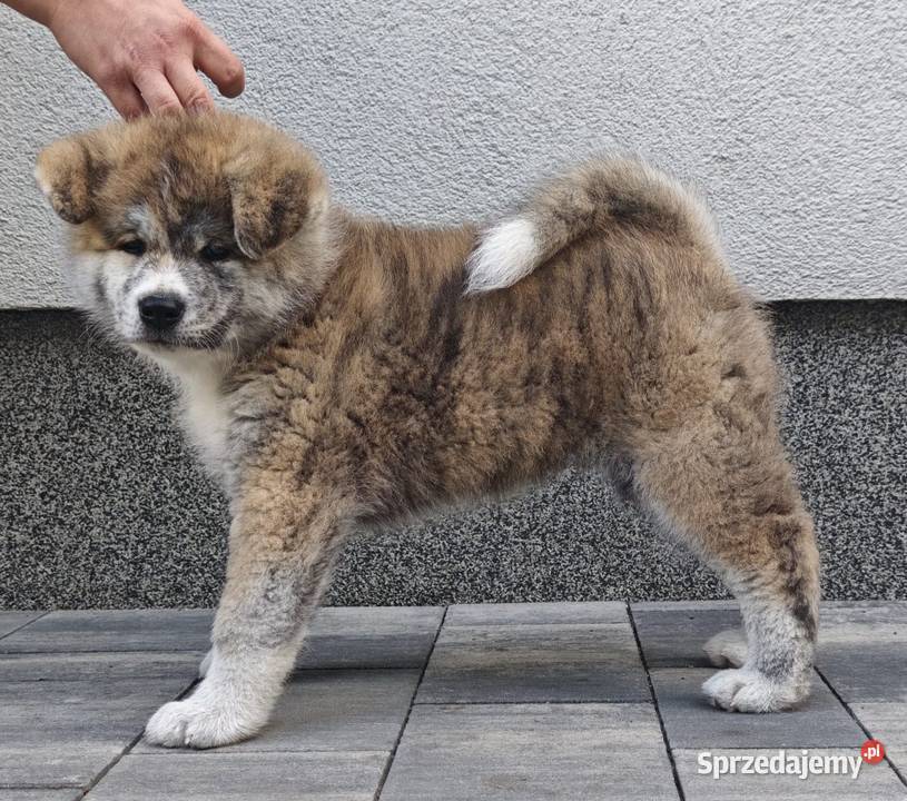 Akita Inu FCI szczenie Buczkowo