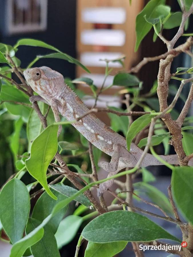 Kameleon lamparci samiczka małopolskie sprzedam