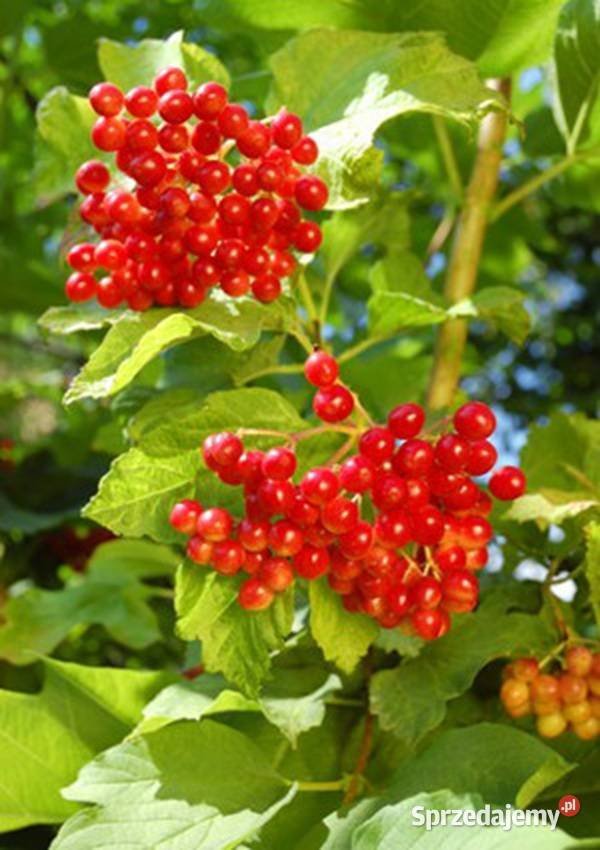 KALINA KORALOWA Viburnum opulus NASIONA 300 Lubanie
