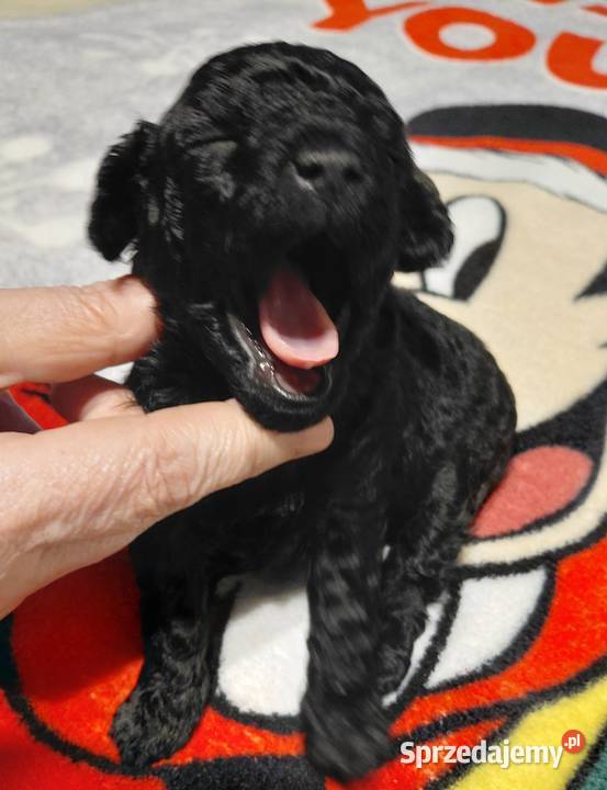 Pudel toy suczka czarna Wyszków