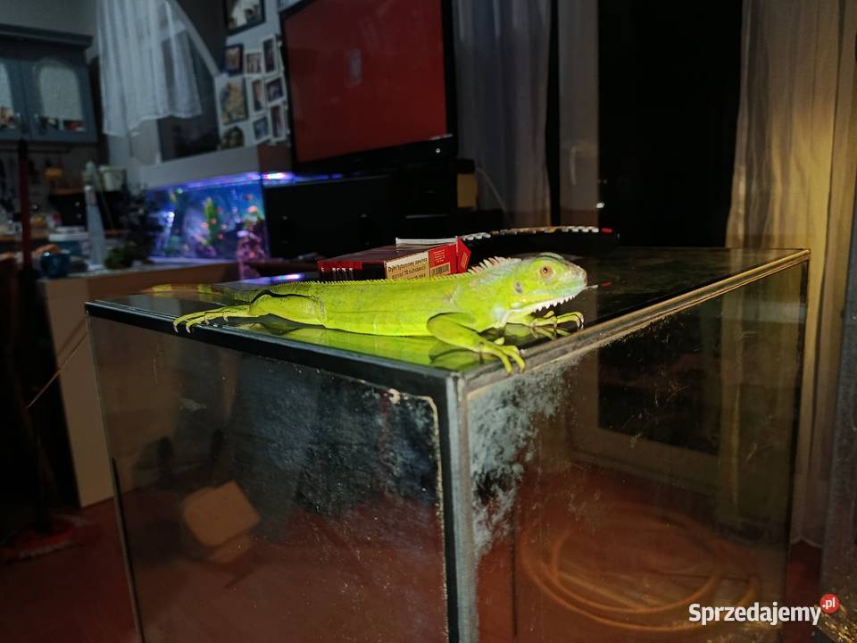 Legwan zielony samica Poznań