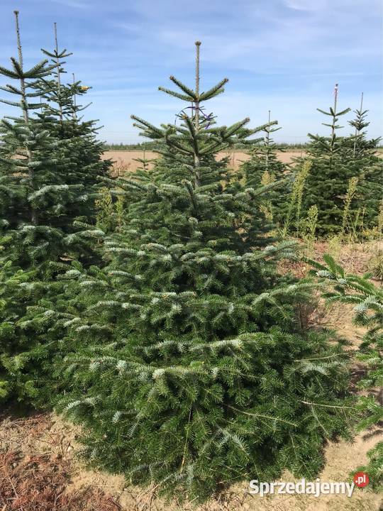 Jodła kaukaska plantacja Polski Producent Hurt i Rośliny