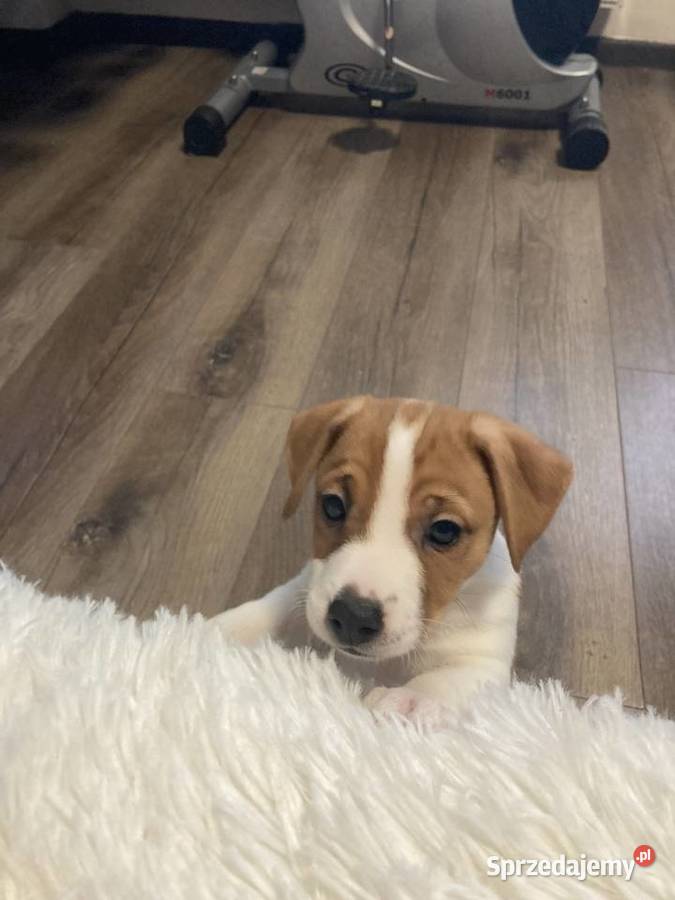 Jack Russell Terrier gładkowłosy Jack Russell Terrier mazowieckie Warszawa