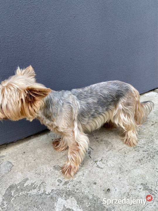 Śliczna suczka Yorkshire Terrier miniaturka Bodzentyn sprzedam