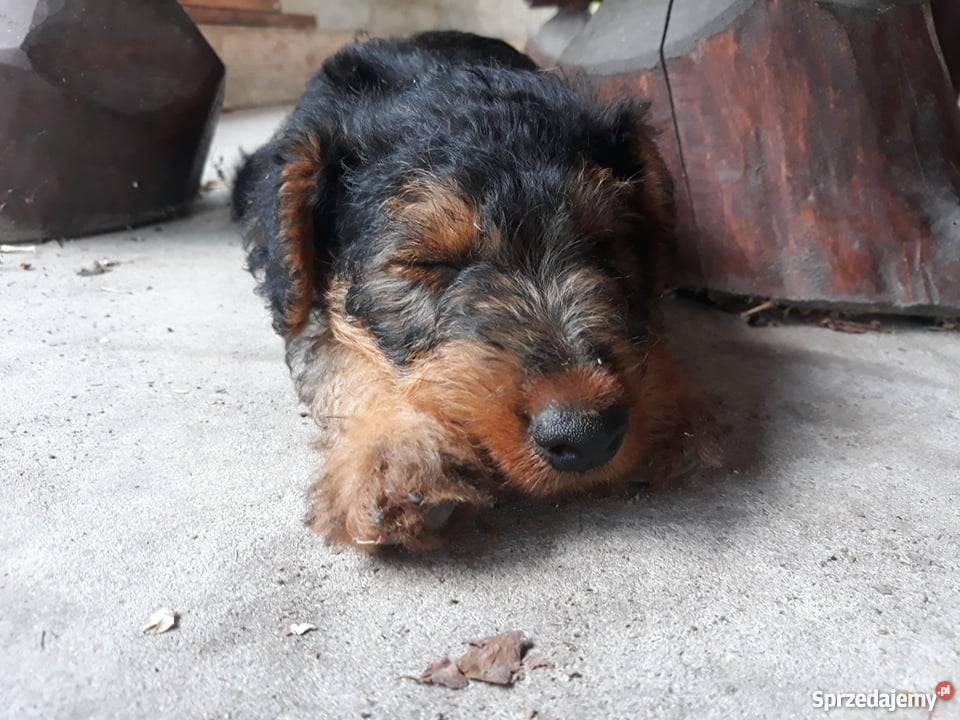 Szczeniaki Terier Walijski