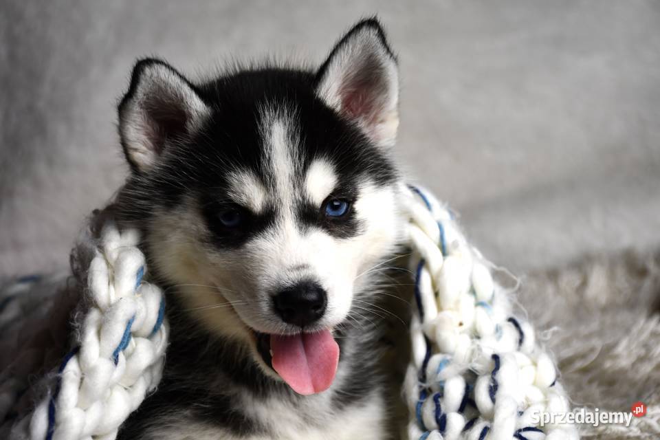 Siberian Husky szczenięta Championie Polski Kalisz sprzedam