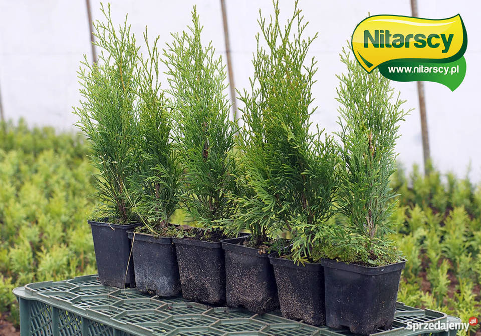 Tuja Tuje Szmaragd 25 35 Donica Wysyłamy Izbiczno sprzedam