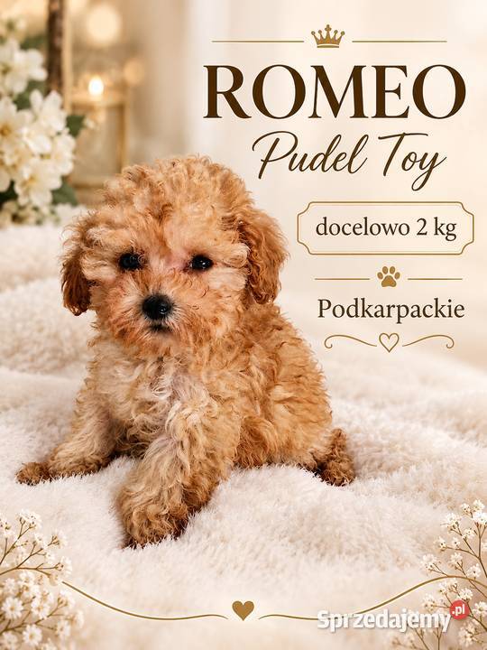 Xxxs pudelek do 2 Romeo badania genetyczne Jasło