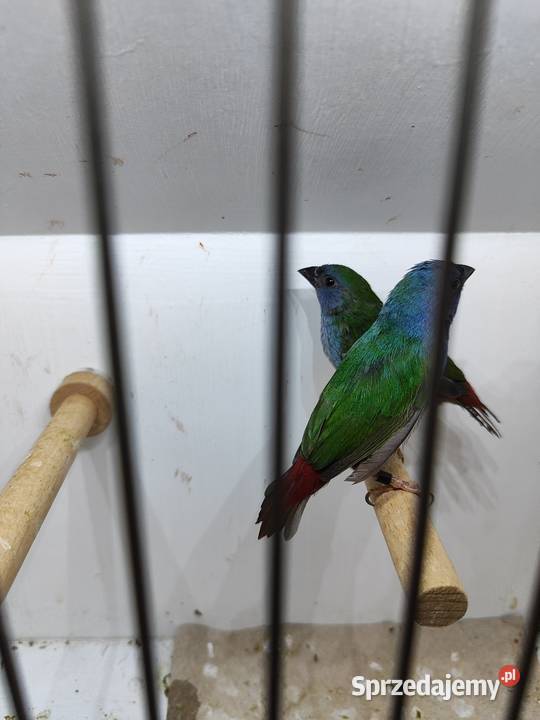 Papuzik błękitny Forbesa paraAstryld Astryldy małopolskie Myślenice