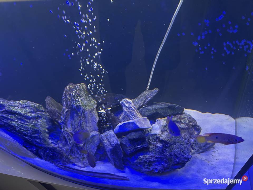 Akwarium fala 240 litrów z pełnym wyposarzeniem Ostrołęka sprzedam