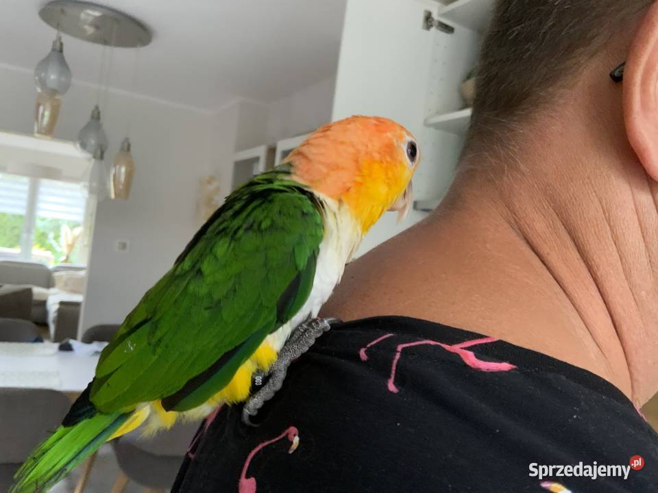 Barwinka białobrzucha oswojona samiec Mysłowice