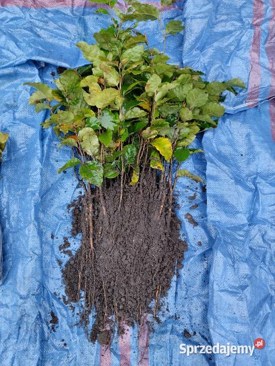Buk sadzonki buka 2540 Buk sadzonki pomorskie Wejherowo