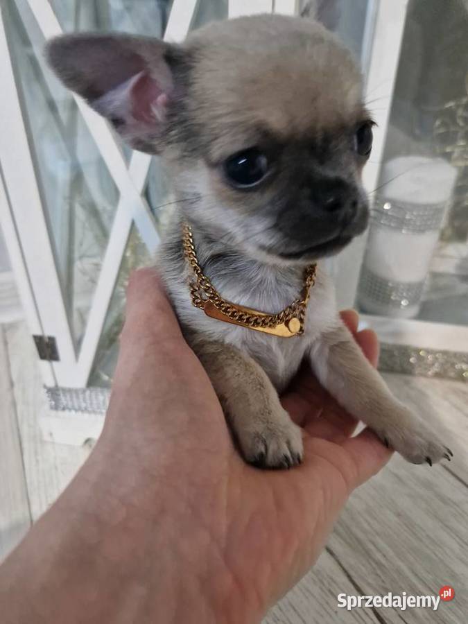 Maleńka suczka krótkowłosa chihuaha zachodniopomorskie Szczecin