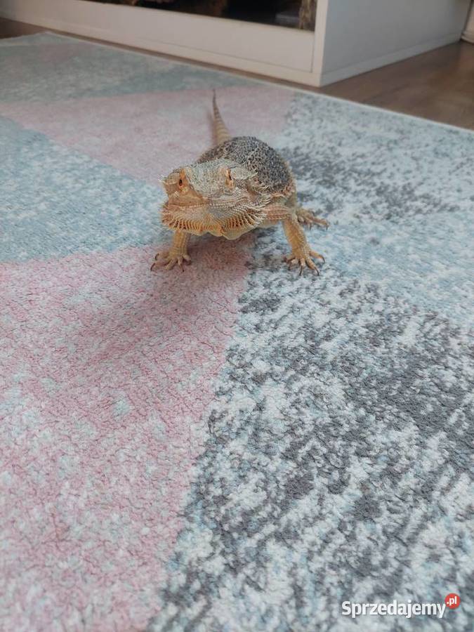 Agama brodata terrarium Frombork