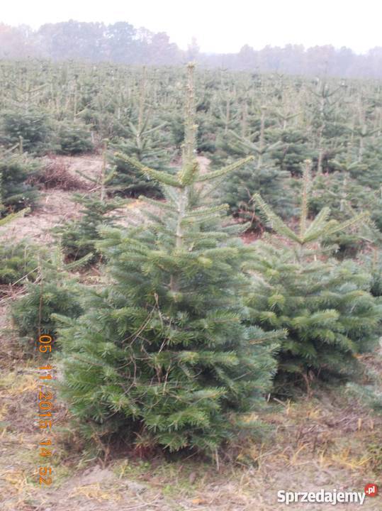 CHOINKI JODŁA KAUKASKA Rośliny Dom i Ogród Mszczonów