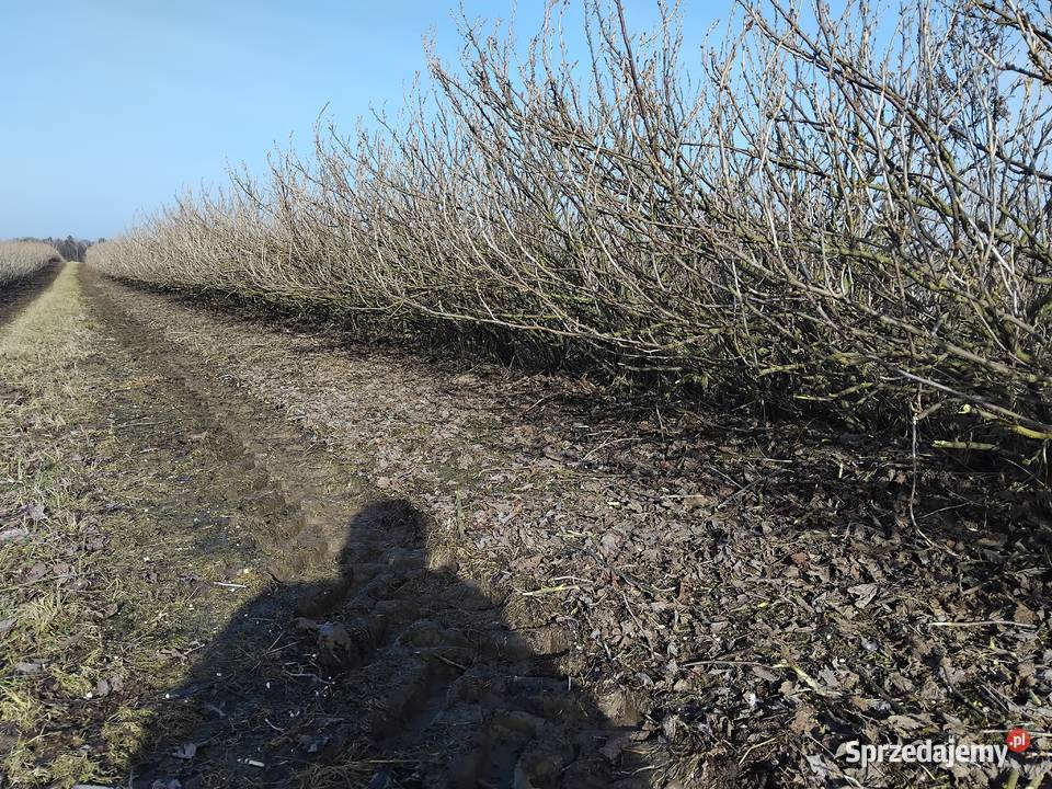 Podcinacz podkaszarka do porzeczek agrestu Kraśnik sprzedam