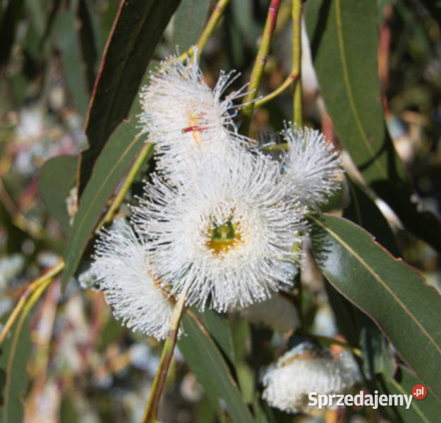EUKALIPTUS GAŁKOWY Eucalyptus globulus NASIONA Nasiona Lubanie