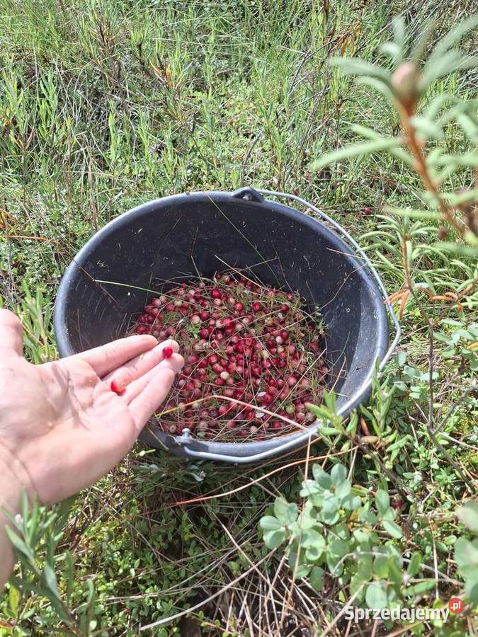 Żurawina bagienna leśna błotna świeża Janów Lubelski