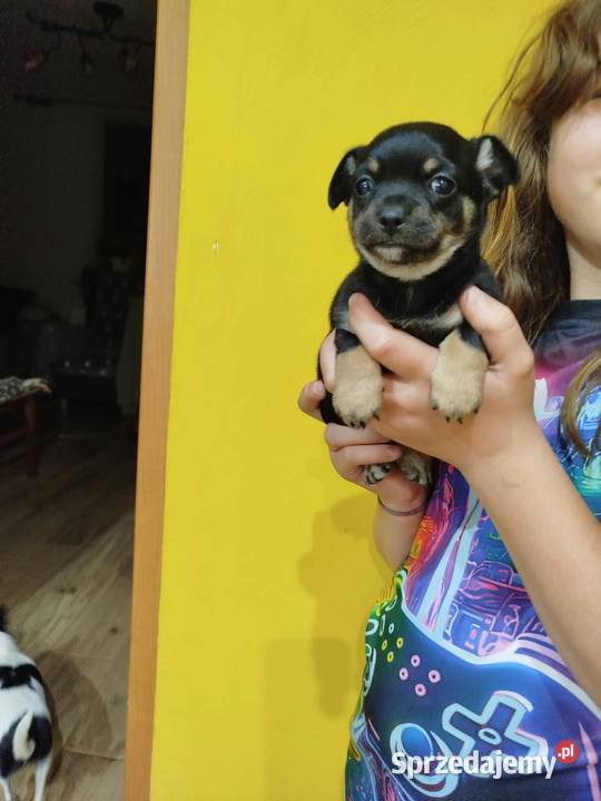 Śliczna suczka Chihuahua szuka kochającego domu Płońsk sprzedam