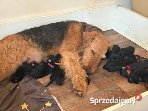 Airedale terrier szczenięta ZKwP FCI Pozostałe Nadarzyn sprzedam