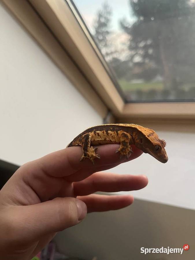 Gekon orzęsiony ciliatus crested gecko samica Zwierzęta