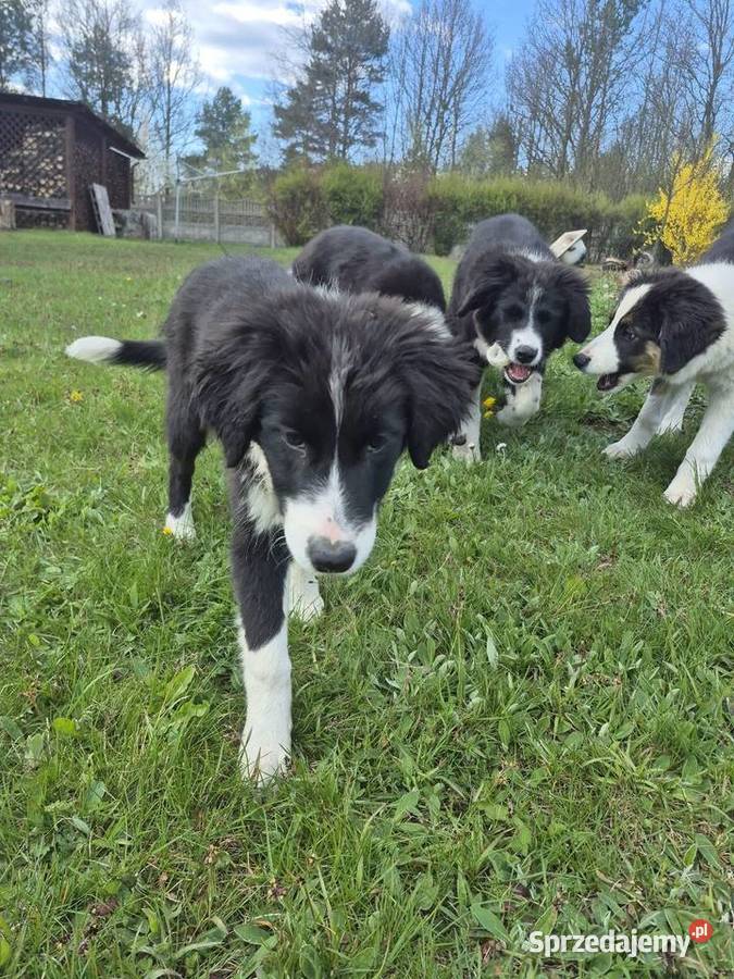 Border Collie Border Family Pozostałe