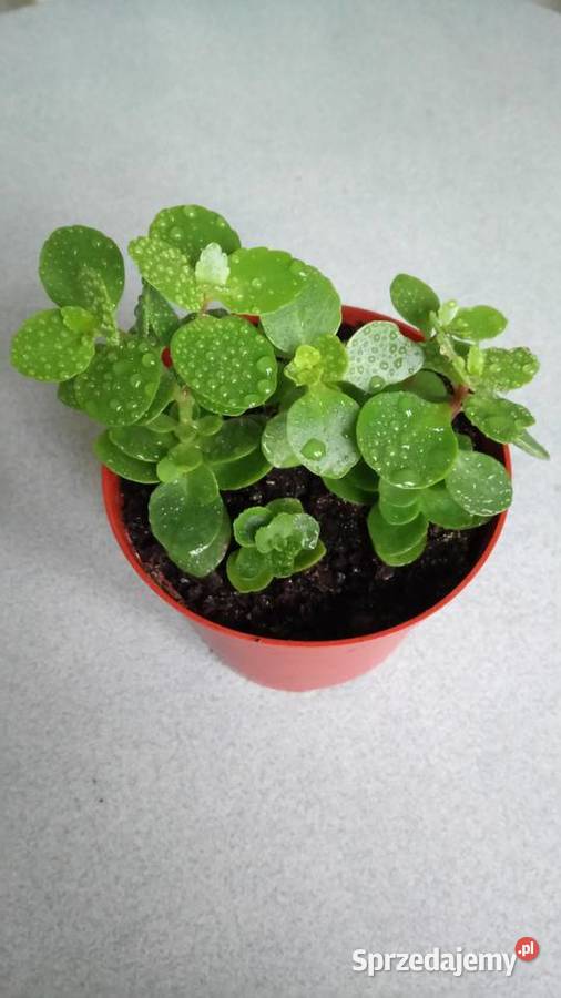 Zyworodkaaloes mazowieckie Warszawa sprzedam