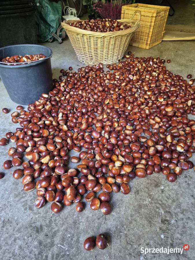 Kasztany jadalne maronen Produkcja roślinna dolnośląskie