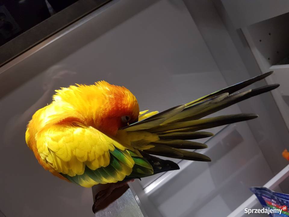 Konura słoneczna 3 letnia ręcznie karmiona Gorzów Wielkopolski