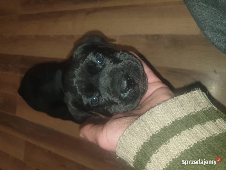 Cane Corso łódzkie Łódź