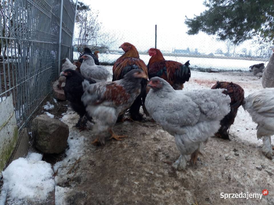 Koguciki Brachma olbrzymie przepiękne sprzedam Mława