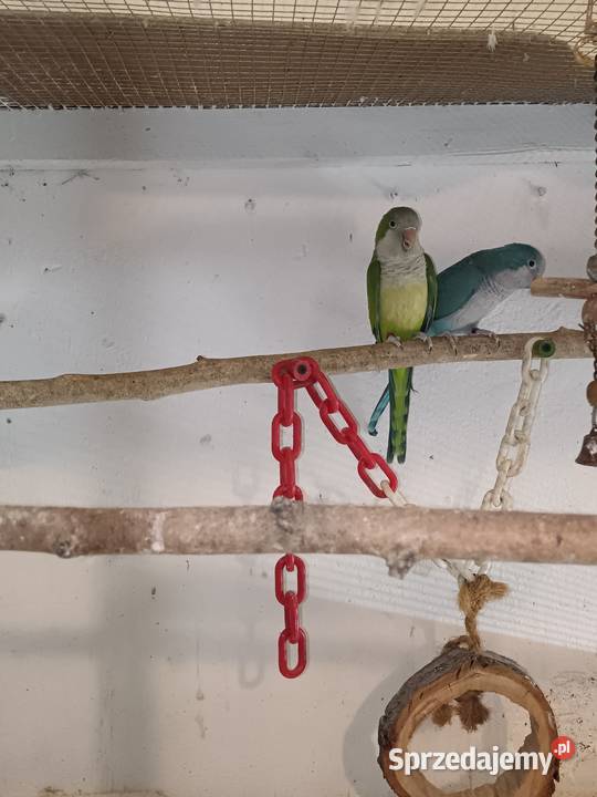 Sprzedam papugi Rozella białolica Mnichy Raszyn sprzedam
