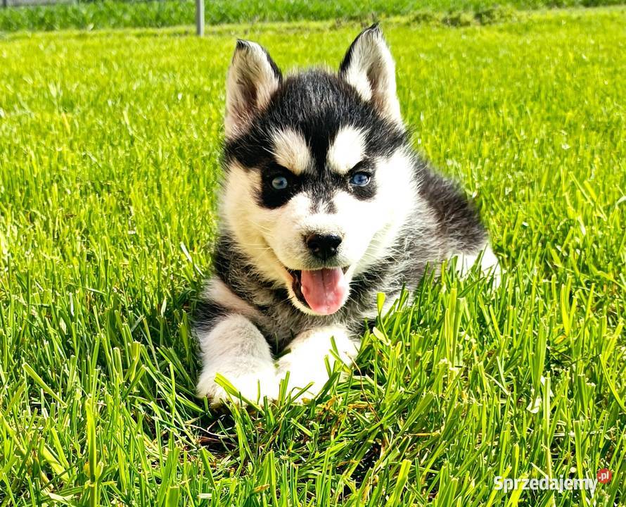 Szczeniaczki Siberian husky z elitarnym Krośniewice sprzedam