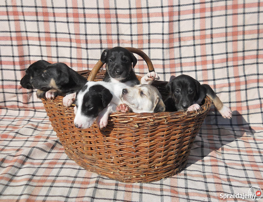 Chart polski szczenięta z rodowodem FCI sprzedam